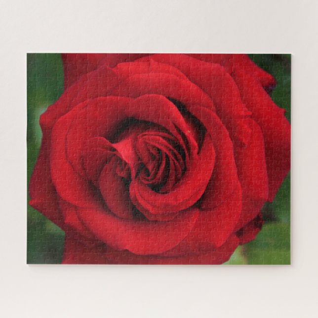 Large Single Red Rose Up Close Jigsaw Puzzle (Horizontal)