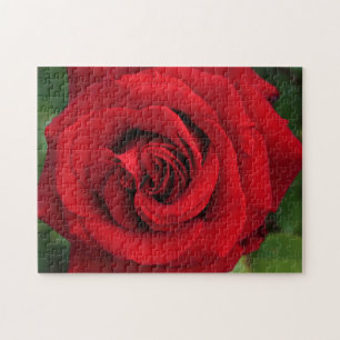 Large Single Red Rose Up Close Jigsaw Puzzle