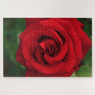 Large Single Red Rose Up Close Jigsaw Puzzle