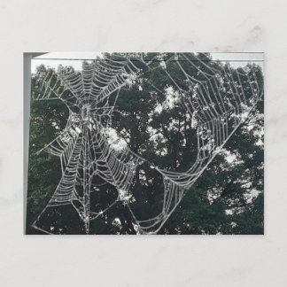 large spider web postcard