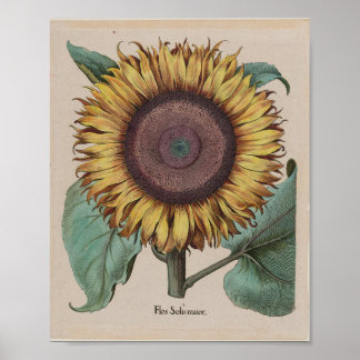 Large Sunflower — Besler, Hortus Eystettensis 1613 Poster