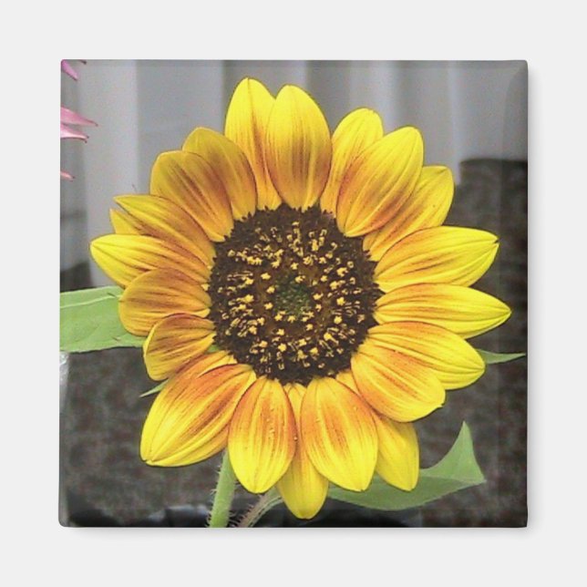 Large Sunflower design - round or square Magnet (Front)