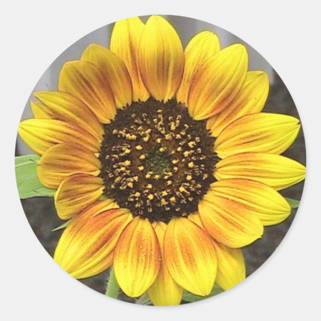 Large Sunflower Round Classic Round Sticker (Front)