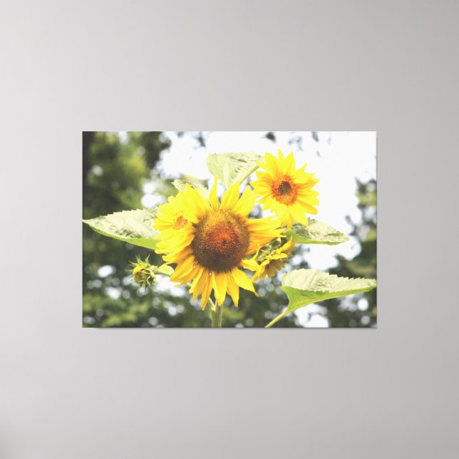 Large Sunflowers Canvas Print (Front)