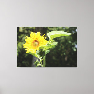 Large Sunny Sunflower Canvas Print