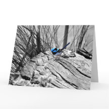 Large Superb Fairy Wren Greeting Card