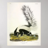 Large-tailed Skunk, Hooded Skunk, by Audubon