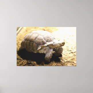 Large Tortoise on Sandy Ground Canvas Print