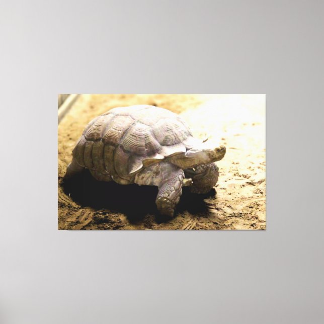 Large Tortoise on Sandy Ground Canvas Print (Front)