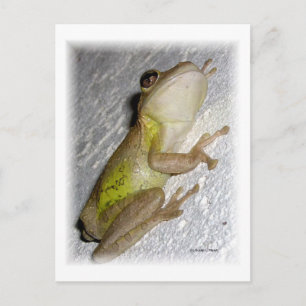 Large tree frog clinging to stucco wall photo postcard