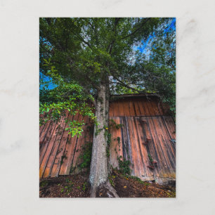 Large Tree Growing Against Old Wooden Barn Postcard
