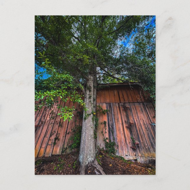 Large Tree Growing Against Old Wooden Barn Postcard (Front)