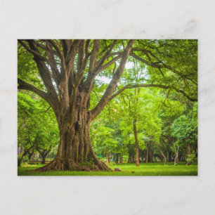 Large Tree in the Park Postcard