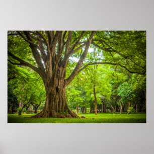 Large Tree in the Park Poster