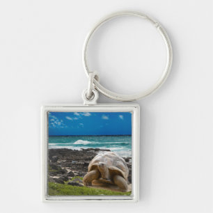 Large turtle at the sea edge key ring