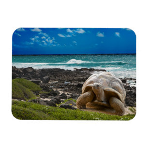 Large turtle at the sea edge magnet