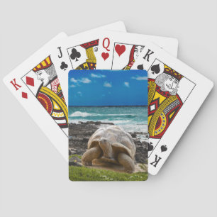 Large turtle at the sea edge playing cards