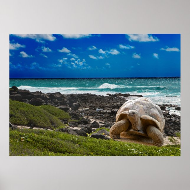 Large turtle at the sea edge poster (Front)