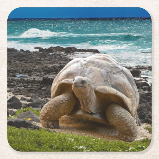 Large turtle at the sea edge square paper coaster (Front)