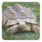 Large Turtle Sticker