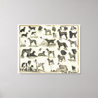 Large Vintage Dog Breeds Vets and Dog lovers Hound