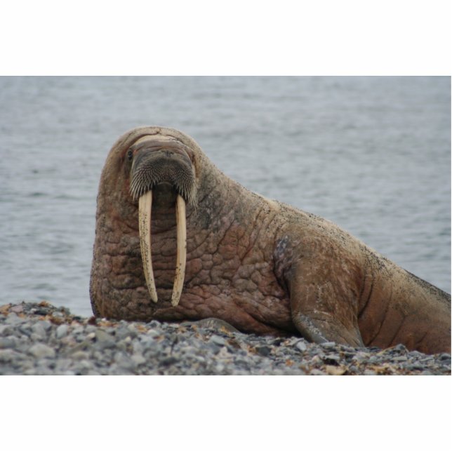 Large Walrus on Rocks Standing Photo Sculpture (Front)