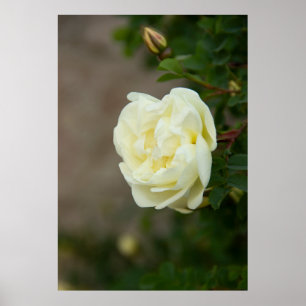 Large white roses for positive poster