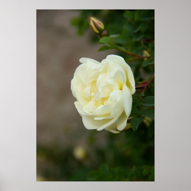 Large white roses for positive poster (Front)