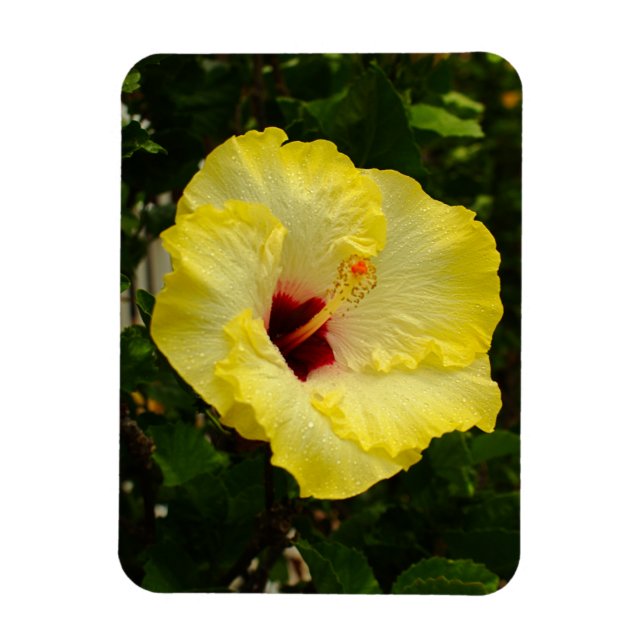 Large Yellow Hibiscus Flower Magnet (Vertical)
