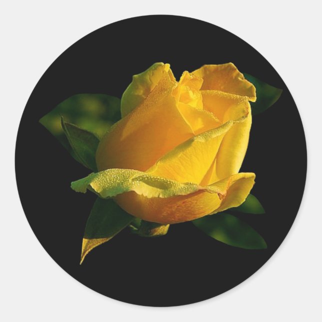Large Yellow Rose Classic Round Sticker (Front)