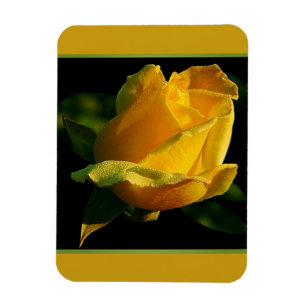Large Yellow Rose Magnet