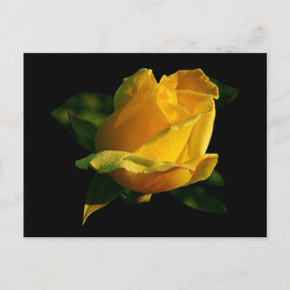 Large Yellow Rose Postcard