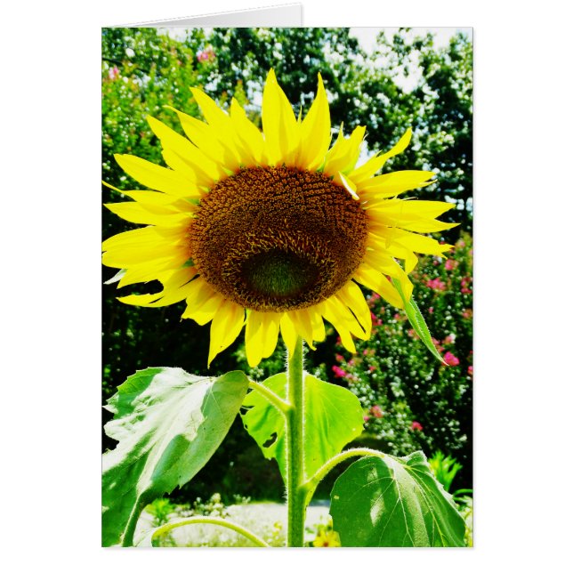 Large yellow Sunflower (Front)