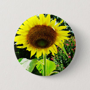 Large yellow Sunflower 6 Cm Round Badge