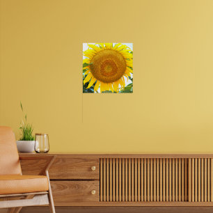 Large Yellow Sunflower Floral Poster
