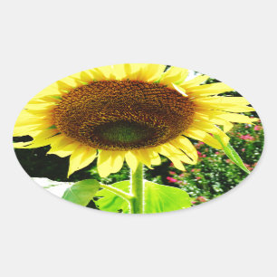 Large yellow Sunflower Oval Sticker