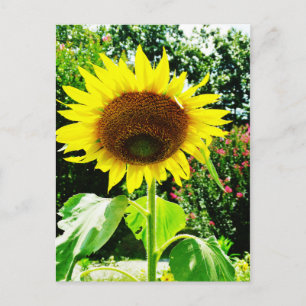 Large yellow Sunflower Postcard