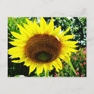Large yellow Sunflower Postcard