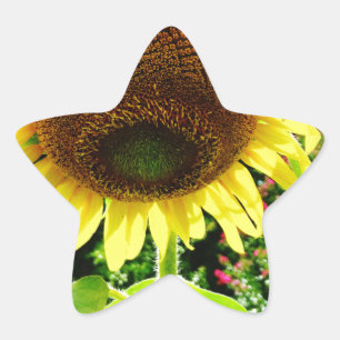 Large yellow Sunflower Star Sticker