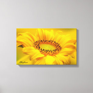 Large Yellow Sunflower Stretched Canvas Print