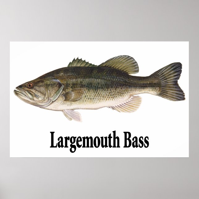 Largemouth Bass Poster (Front)