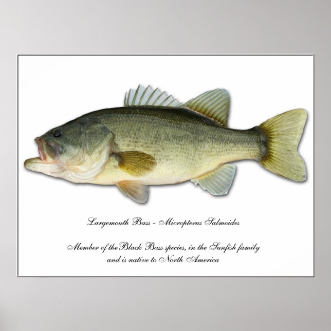 Largemouth Bass Poster (Front)