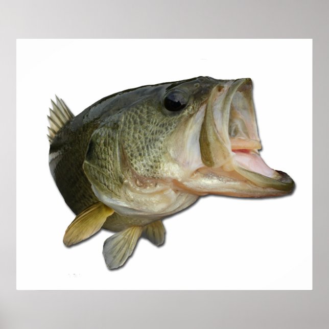 Largemouth Bass Poster (Front)