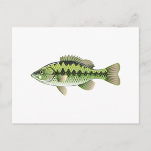 Largemouth Spotted Green American Bass Vector Postcard
