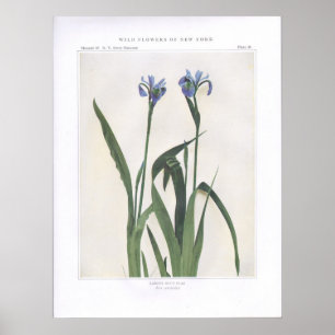 Larger Blue Flag - Iris versicolor Poster