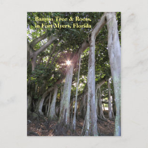 Largest Banyan tree Fort Myers Florida Postcard