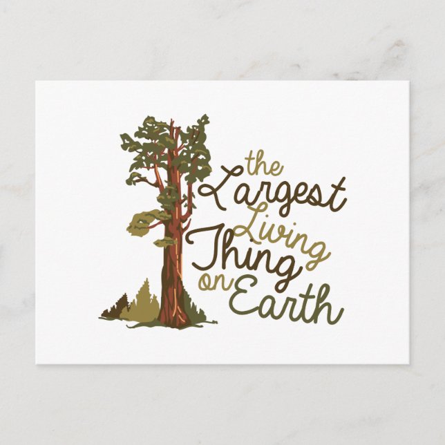 Largest Living Thing Postcard (Front)