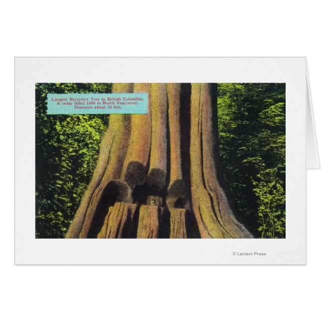 Largest Recorded Tree in BC 1896 Cedar Tree (Front Horizontal)