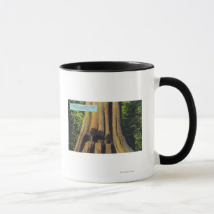 Largest Recorded Tree in BC 1896 Cedar Tree Mug