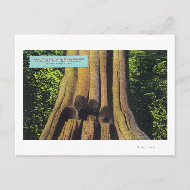 Largest Recorded Tree in BC 1896 Cedar Tree Postcard (Front)